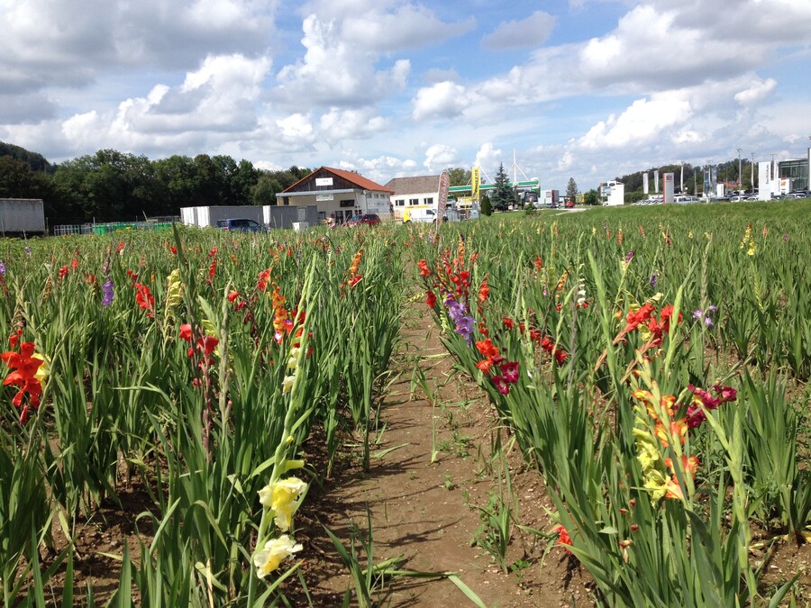 Shuttlebus from Linz trainstation to CK Cesky Krumlov